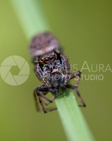Jumping Spider feeding on spider