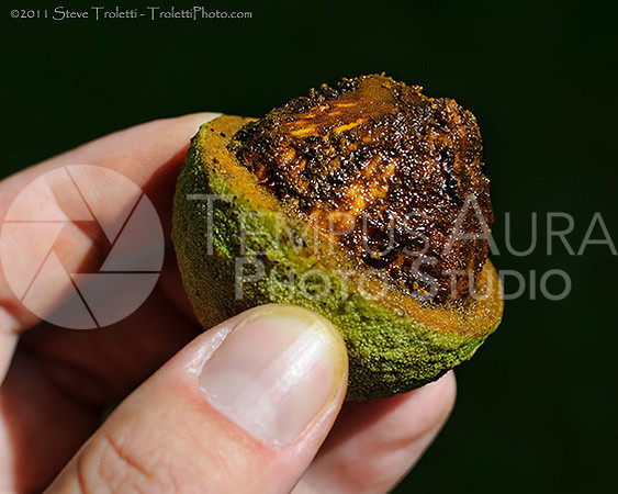 Green Black Walnut Fruit Cut Away