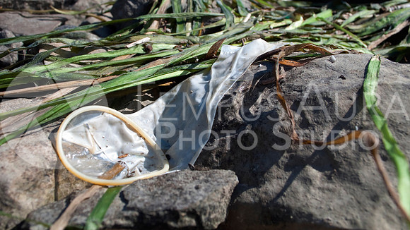 Condom usagé - Used Condom - Parc Nature Île-de-la-Visitation Nature Park - Litter