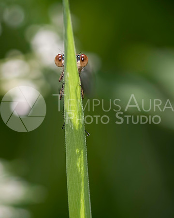 I CAN SEE YOU - Damselfly / Demoiselles
