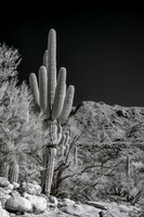 INFRARED