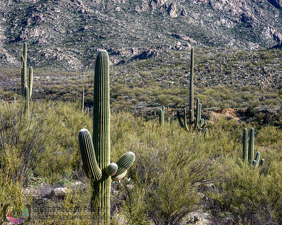 Saguaro Cactus Arizona