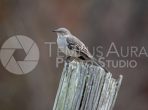 Northern Mockingbird