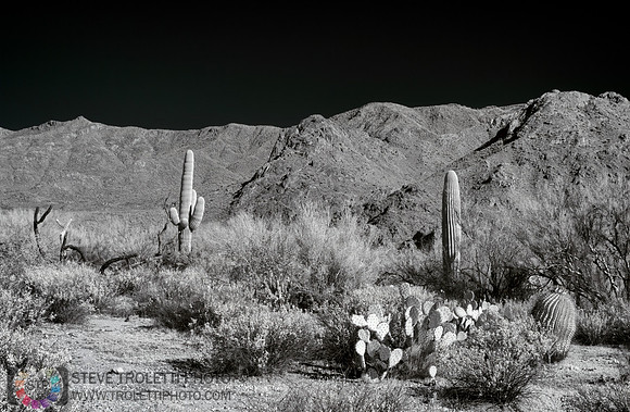 Saguaro Cactus - Arizona - INFRARED