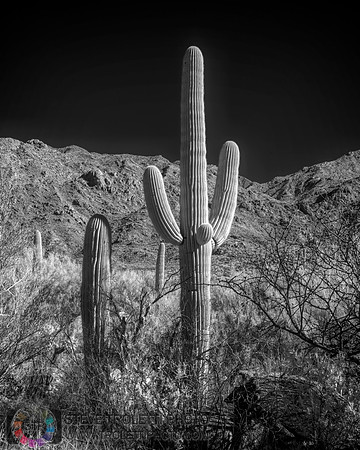 Saguaro Cactus - Arizona - INFRARED