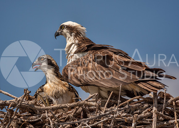 Female Osprey and Chick in Nest