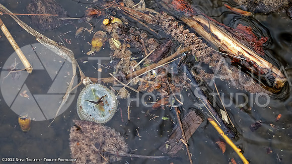 Trash Littering the banks of Montreal's Île-de-la-Visitation Nature Park