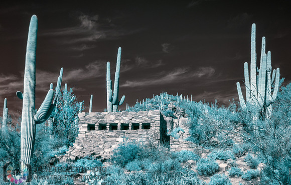 Saguaro Cactus - Arizona - INFRARED