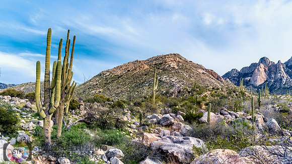 Saguaro Cactus Arizona
