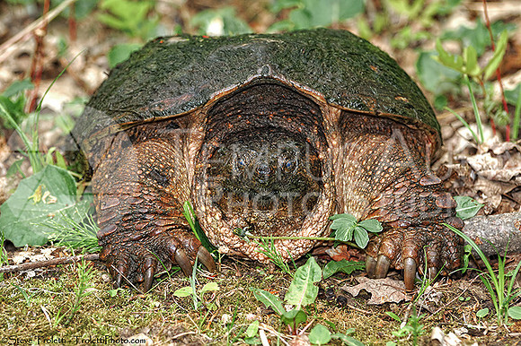 Common Snapping Turtle (Chelydra serpentina)