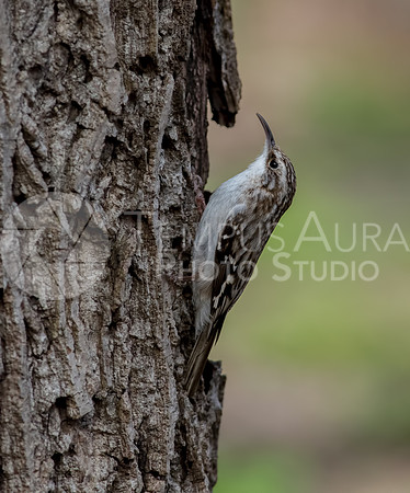 Brown creeper - Grimpereau brun