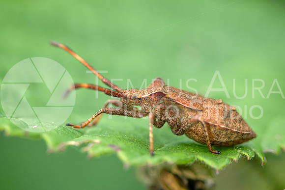 Pentatomoidea / Pentatomoidea