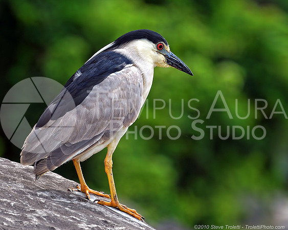 Black-crowned Night Heron / Bihoreau gris