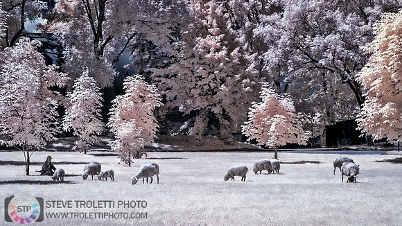 The Shepherd - La bergere - IR