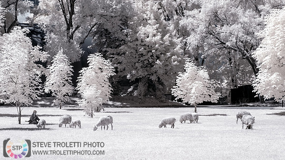 The IR Shepherd - La bergere IR