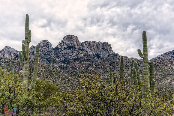 Saguaro Cactus Arizona