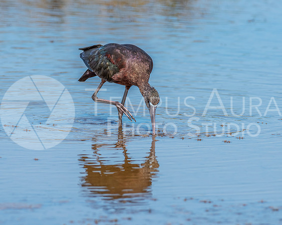Glossy ibis / Ibis falcinelle