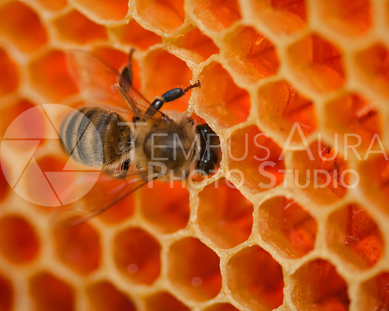 Bee / Abeille / Biene / Ape