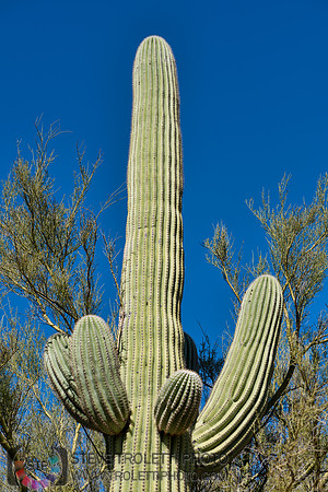 Saguaro Cactus Arizona