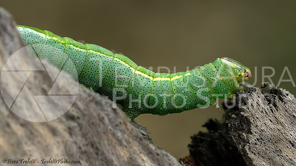Caterpillar