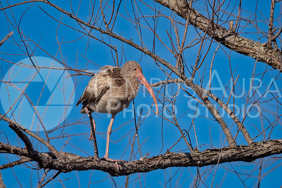 Juvenile American White Ibis