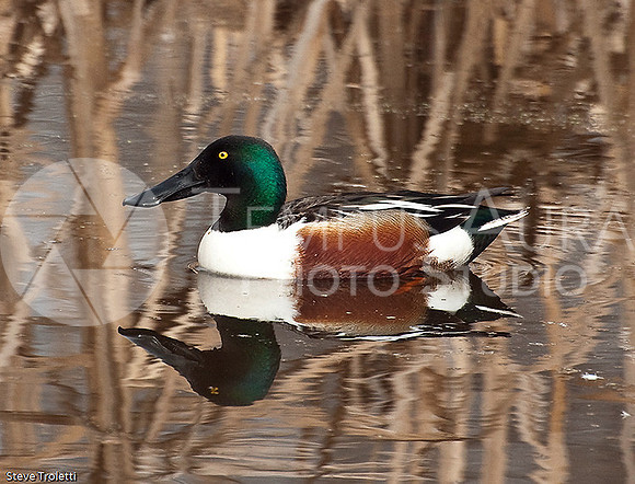 Northern Shoveler / Canard souchet