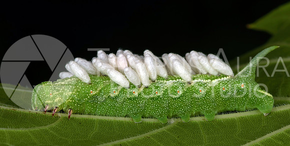 Parasitized Sphingidae caterpillar - Cross Polarized Macro