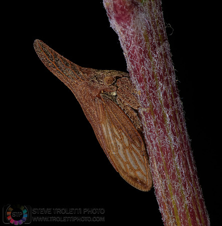 Thorn Bug - Campylenchia latipes