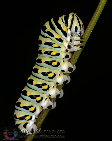 Black Swallowtail Butterfly Caterpillar
