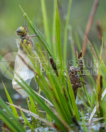 Dragonfly and exuviae / Libellule sortie de son exuvie