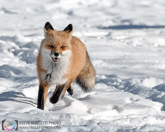 Red Fox on the run! / Renard roux à la course!