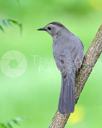 Gray Catbird / Moqueur chat