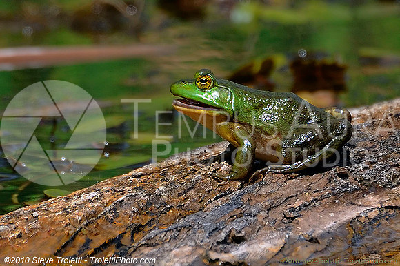 American Bullfrog / Ouaouaron