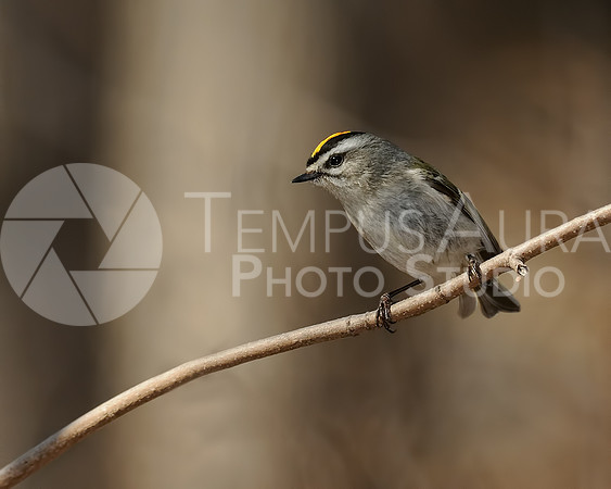 Golden-crowned Kinglet / Roitelet à couronne dorée