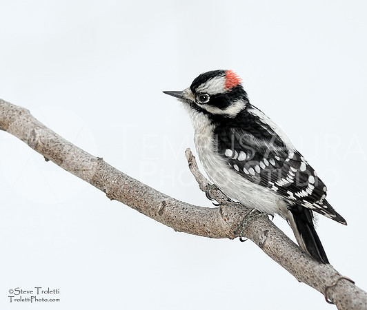 Downy Woodpecker / Pic mineur