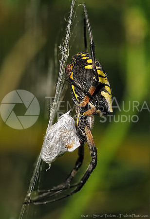 Female Argiope aurantia Spider Feeding (Side View)
