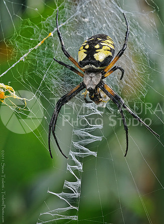Female Argiope aurantia Spider Feeding (Z Pattern Zig Zag in Web)