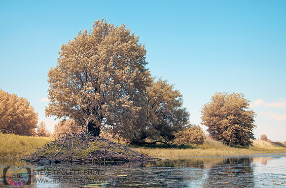hutte de castor - Beaver Lodge - Full-Spectrum
