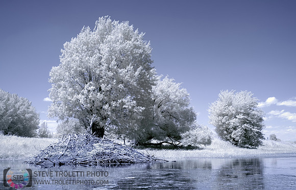 Hutte de Castor - Beaver Lodge - IR