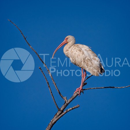 American white ibis