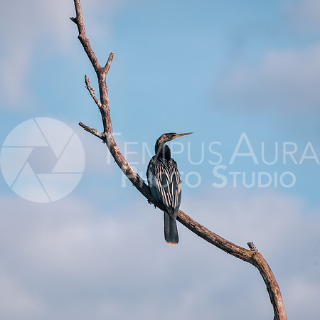 Anhinga perched on a dead branch