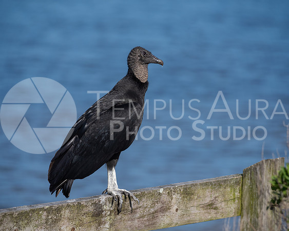 Black vulture Perched