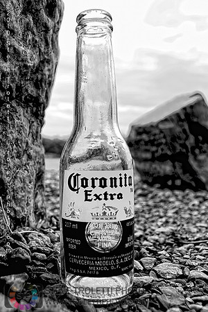 Coronita Extra on the shores of l’Île-de-la-Visitation nature park in Montreal, Ahuntsic