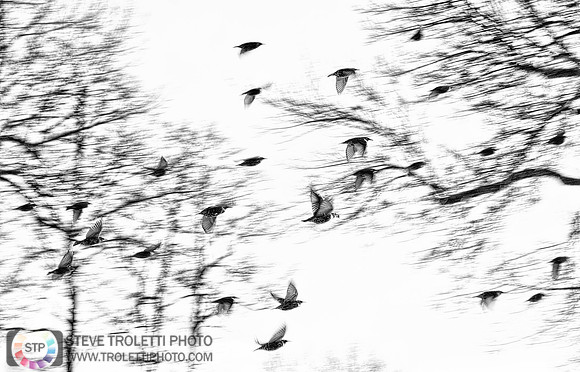 Common Starlings in Flight Black and White