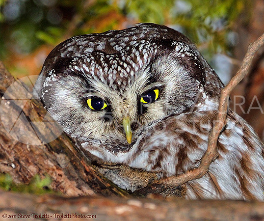 Boreal Owl / Nyctale de Tengmalm (Aegolius funereus)