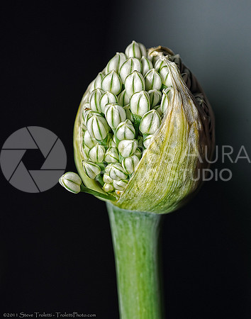 Allium fistulosum - Welsh onion about to flower