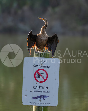 Double-crested cormorant (Phalacrocorax auritus)