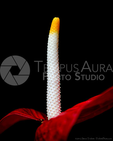 Phallic Flower / Fleur phallique - Anthurium