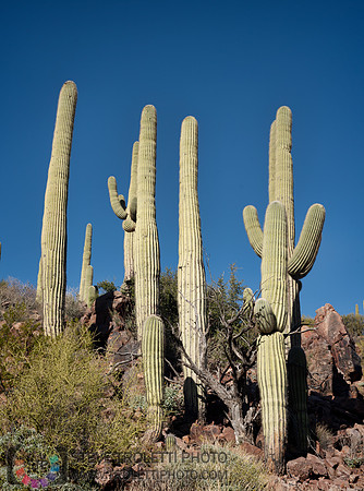 Saguaro Cactus Arizona