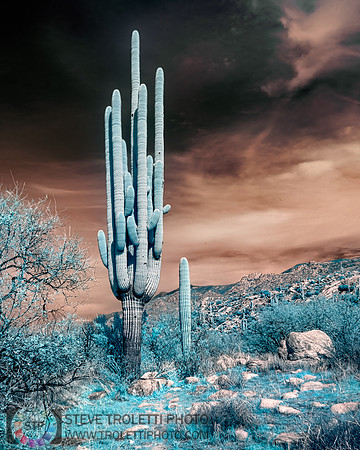 Saguaro Cactus - Arizona - INFRARED